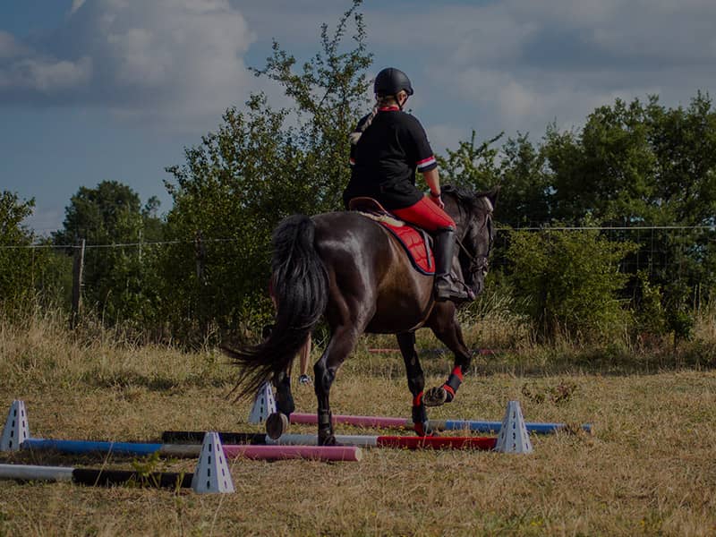 Exercices de cavalettis et barres au sol équitation