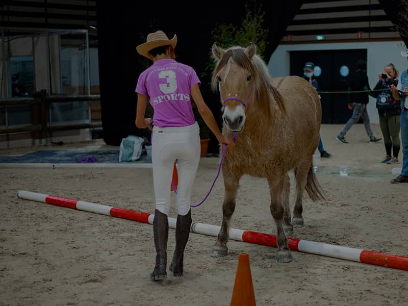 Exercices d'equifeel équitation