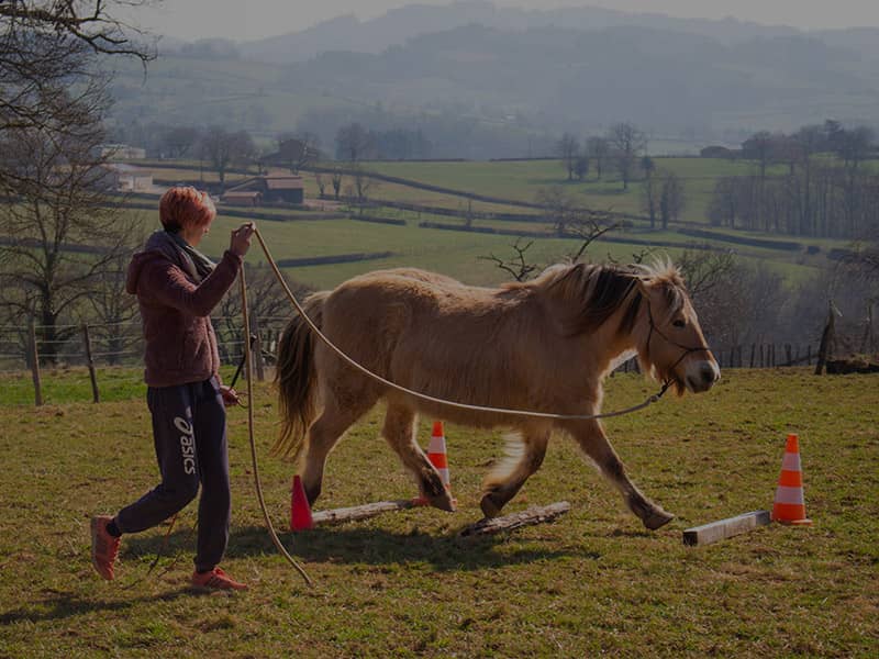 Exercices de longe équitation