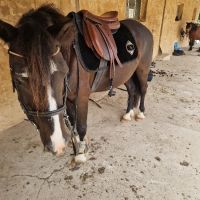 Forever horse