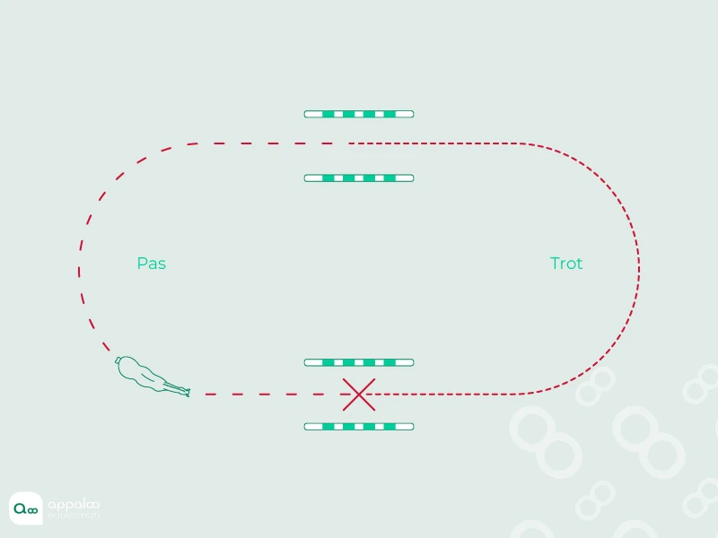 75-Transition-d'allure-et-contrôle-de-direction.jpg